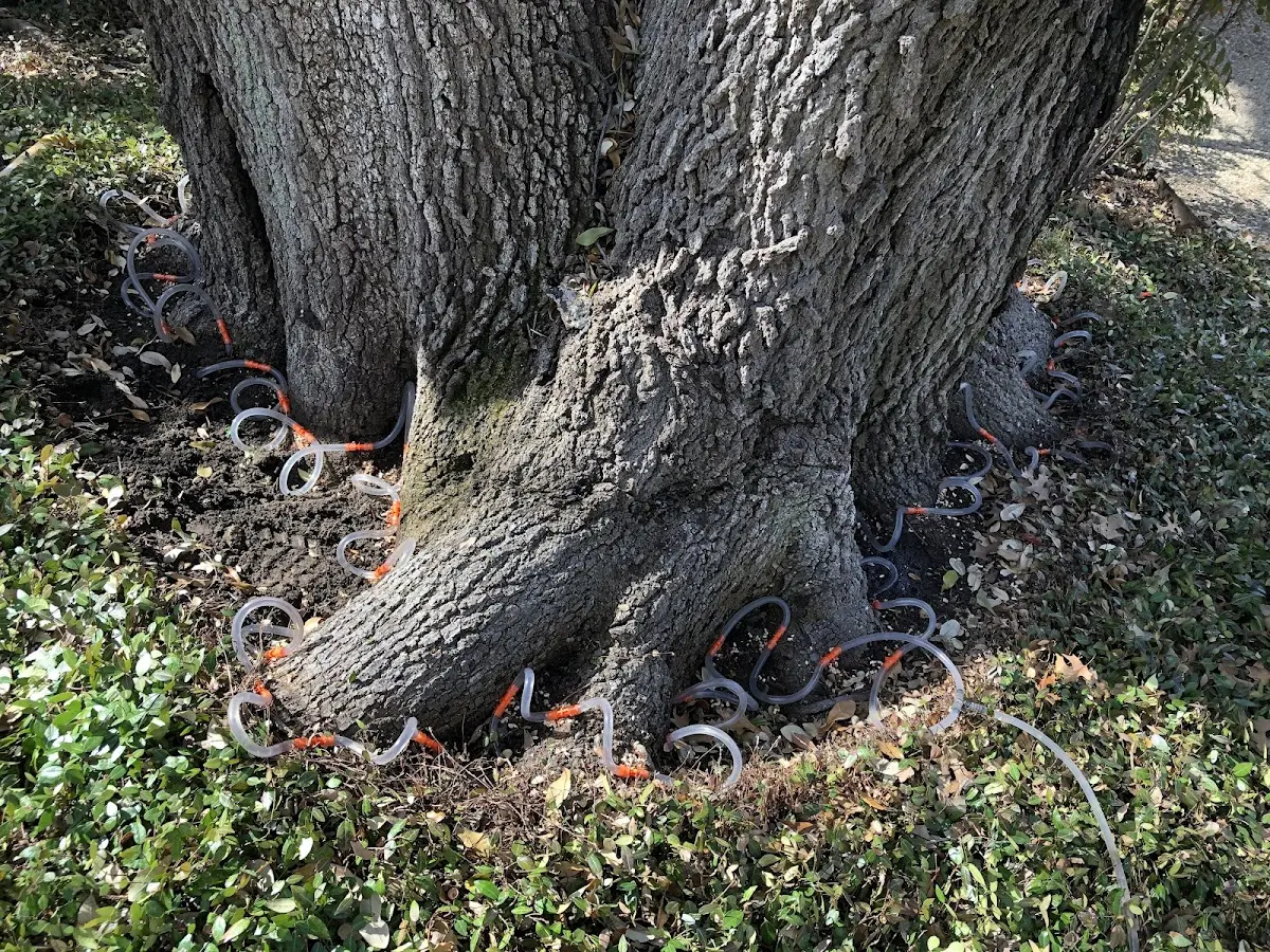 Detailed Tree Cabling and Bracing job site in Mc Kinnon
